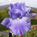 Prince of Tides - fragrant tall bearded Iris