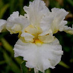 Princess Bride - fragrant reblooming Border bearded Iris