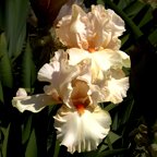 Priscilla of Corinth - reblooming tall bearded Iris
