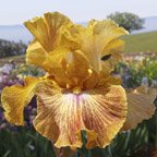 Prize Drawing - tall bearded Iris
