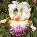 Prototype - tall bearded Iris