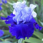 Proud Tradition - reblooming tall bearded Iris