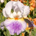 Puccini - tall bearded Iris