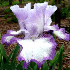 Pure Majestic - tall bearded Iris