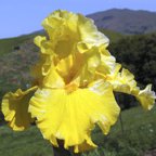Pure As Gold - reblooming tall bearded Iris