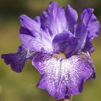 Purple Pepper - tall bearded Iris