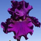 Purple Pirouette - tall bearded Iris