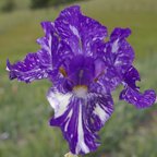 Purple Streaker - tall bearded Iris