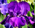 Purple of Tyre - fragrant reblooming tall bearded Iris
