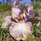 Python'z Parasol - fragrant tall bearded Iris