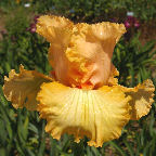 Qualified - fragrant tall bearded Iris