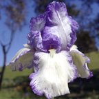 Queen Dorothy - reblooming tall bearded Iris