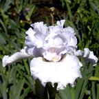 Queen of Angels - tall bearded Iris