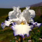 Queen's Circle - reblooming tall bearded Iris