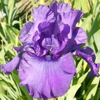 Queen's Violet - fragrant tall bearded Iris