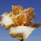 Quick Pick - tall bearded Iris