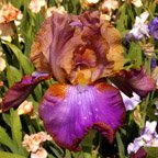 Quiet Riot - tall bearded Iris