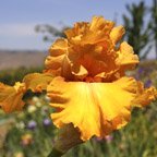 Quito - tall bearded Iris