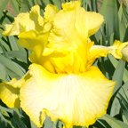 Rachel Drumm - tall bearded Iris