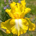 Radiant Apogee - tall bearded Iris