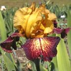 Raging Tiger - tall bearded Iris