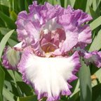 Rain Man - fragrant tall bearded Iris