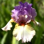 Rainbow Goddess - fragrant reblooming tall bearded Iris