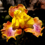 Rainbow Power - fragrant tall bearded Iris