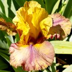 Raku Blaze - tall bearded Iris