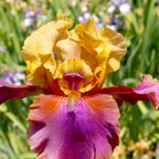 Raku Rogue - tall bearded Iris