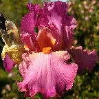 Ramblin' Rose - tall bearded Iris