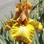 Rancho Grande - reblooming tall bearded Iris