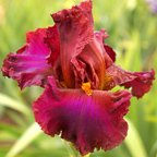 Ransom Note - tall bearded Iris