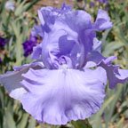 Rapture In Blue - tall bearded Iris