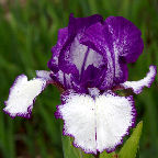 Rare Edition - Intermediate bearded Iris