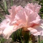 Rare Occasion - fragrant tall bearded Iris