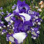 Rare Treat - reblooming tall bearded Iris