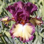Raspberry Fudge - tall bearded Iris