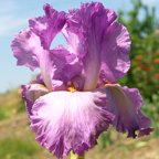 Raspberry Jewelry - tall bearded Iris