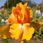 Rave On - tall bearded Iris