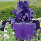 Raven's Quote - fragrant tall bearded Iris