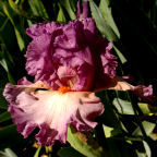 Razzleberry - fragrant tall bearded Iris