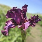 Reality - reblooming tall bearded Iris