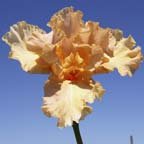 Rebecca Leanne Headrick - fragrant tall bearded Iris