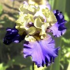 Recurring Delight - fragrant reblooming tall bearded Iris