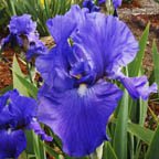 Recurring Dream - reblooming tall bearded Iris