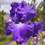 Recurring Fantasy - fragrant reblooming tall bearded Iris