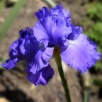 Recurring Ruffles - reblooming tall bearded Iris