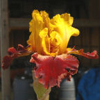 Red Canyon Glow - tall bearded Iris