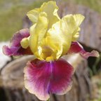 Red Double Double - tall bearded Iris